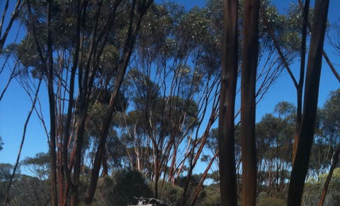 Boorabbin National Park - Hotel WA 0