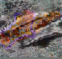 Curtin Artificial Reef Dive Site - Hotel WA