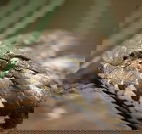 Discover Deadly - Hotel WA