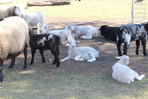 Haigslea EWE Nique Hobby Farm - Hotel WA 1