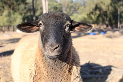 Haigslea EWE Nique Hobby Farm - Hotel WA 2