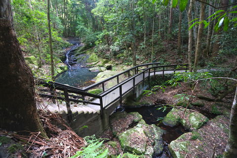 Kondalilla Falls Circuit, Kondalilla National Park - Hotel WA 2