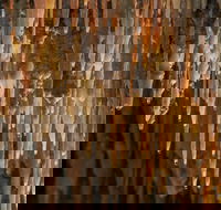 Mulwaree Cave - Hotel WA