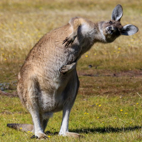 Narawntapu National Park - Hotel WA 0