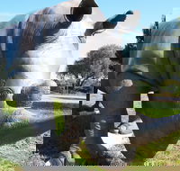 Tailem Bend Rhino Park and Dickson Reserve - Hotel WA