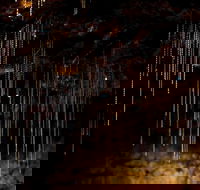 Tamborine Mountain Glow Worm Tours - Hotel WA