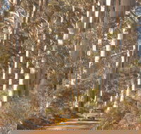 The Great Forest Trees Drive - Hotel WA