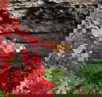 Umpherston Possum Tours - Hotel WA