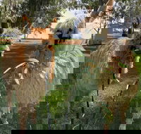 Visit an alpaca farm and get up and personal with these gentle and unique animals - Hotel WA