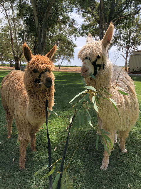 Visit An Alpaca Farm And Get Up And Personal With These Gentle And Unique Animals - Hotel WA 0