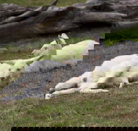 Yarra Valley Nocturnal Zoo - Hotel WA