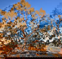 Burke and Wills Dig Tree - Hotel WA