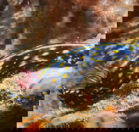 Cochrane Artificial Reef Dive Site - Hotel WA