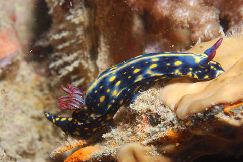 Cochrane Artificial Reef Dive Site - Hotel WA 0