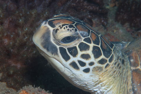 Cochrane Artificial Reef Dive Site - Hotel WA 2