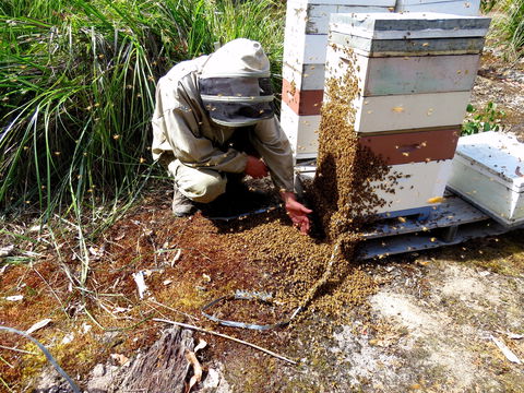 Honey Tasmania - The Beehive - Hotel WA 0