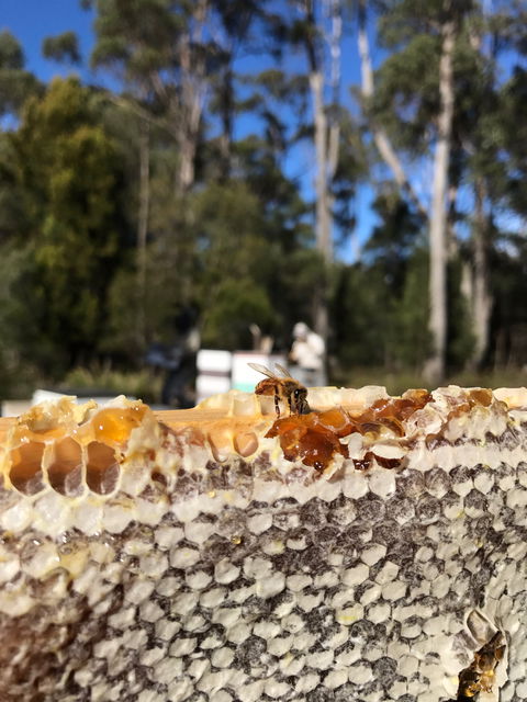 Honey Tasmania - The Beehive - Hotel WA 1