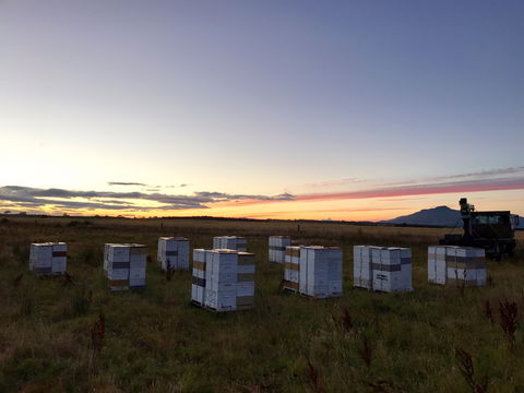 Honey Tasmania - The Beehive - Hotel WA 2