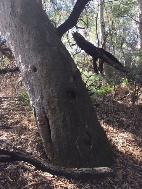 Northern Beaches - Hotel WA 1