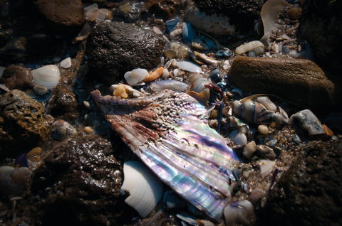Point Cook Marine Sanctuary - Hotel WA 1