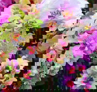 Tinonee Orchid Nursery - Hotel WA
