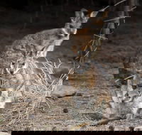 Bald Hill Walk - Cape Gantheaume Conservation Park - Hotel WA