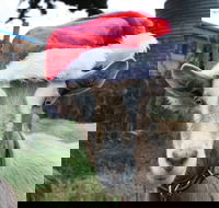 Bream Creek Farmers Market - Hotel WA