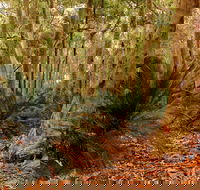 Burrawang Walking Track - Hotel WA