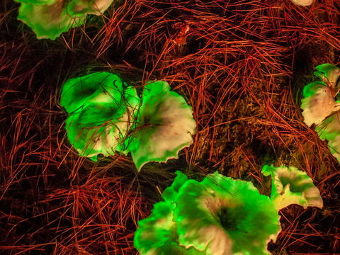 Ghost Mushroom Lane - Hotel WA 0