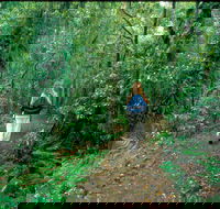 Mount Cougal Springbrook National Park - Hotel WA