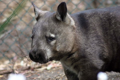 Peel Zoo - Hotel WA 0