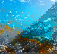 Snorkelling McKenzies Beach - Hotel WA