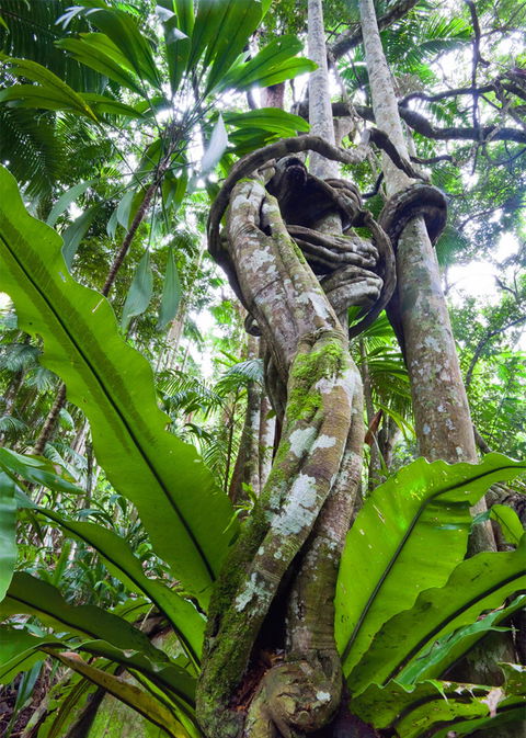 Tamborine Rainforest Skywalk - Hotel WA 2