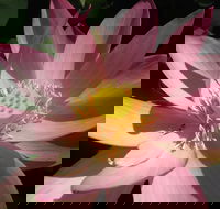 Wallis Creek Water Garden - Hotel WA