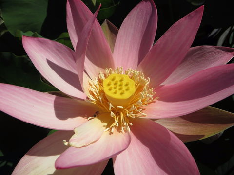 Wallis Creek Water Garden - Hotel WA 0