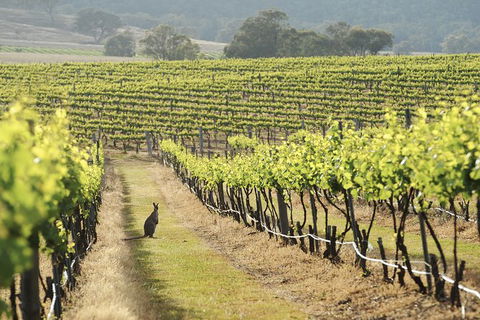 Mudgee 2 Day Private Wine Tasting And Sightseeing Tour From Sydney - Hotel WA 4