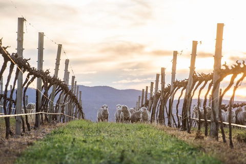 Mudgee 2 Day Private Wine Tasting And Sightseeing Tour From Sydney - Hotel WA 5