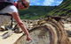 Private Luxury Sydney\'s Royal National Park Full Day Tour - thumb 1