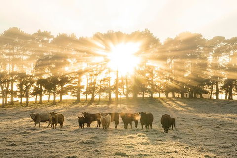 Private Luxury Southern Highlands Full Day Trip - Hotel WA 0