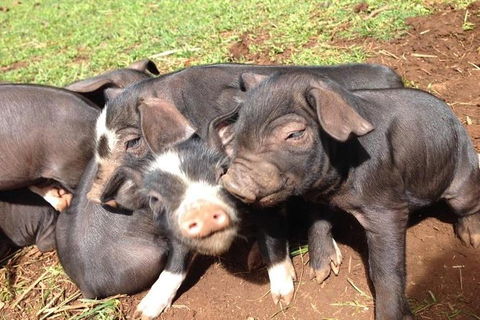Paddock To Plate Farm Tour And Tasting - Hotel WA 9