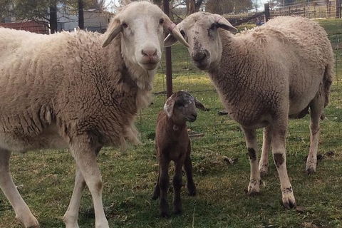 Paddock To Plate Farm Tour And Tasting - Hotel WA 7