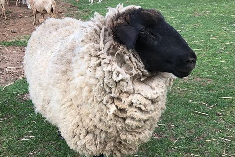 Paddock To Plate Farm Tour And Tasting - Hotel WA 3