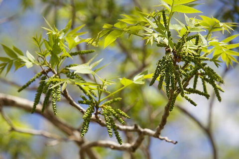 Pecan Farm Tour And Workshop, Byron Bay Hinterland - Hotel WA 2