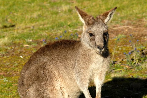 Jenolan Caves - Wildlife And Caves - Hotel WA 2