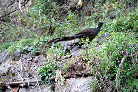 Jenolan Caves - Wildlife And Caves - Hotel WA 5