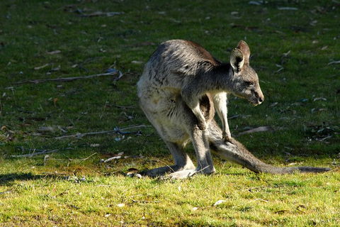 Jenolan Caves - Wildlife And Caves - Hotel WA 7