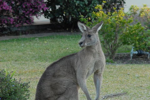 Urban Kangaroos - Hotel WA 1