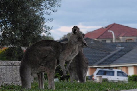 Urban Kangaroos - Hotel WA 4