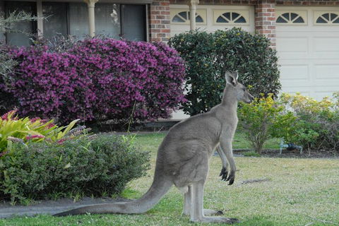 Urban Kangaroos - Hotel WA 0