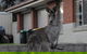 Urban Kangaroos - thumb 5
